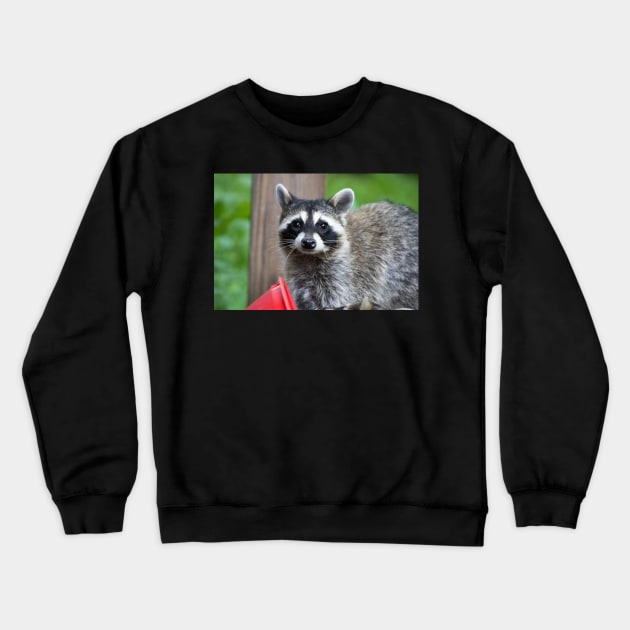 Sad Raccoon Print Crewneck Sweatshirt by astonishingemma